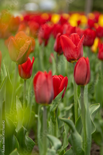 Red tulips in a flower bed. The tulip bud in garden. Beautiful simple spring flowers. Floral background. To grow plants in field. Gardening.