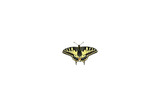 Schwalbenschwanz (Papilio machaon), freigestellt