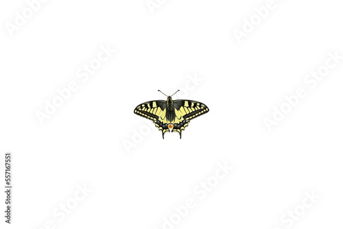 Schwalbenschwanz (Papilio machaon), freigestellt photo