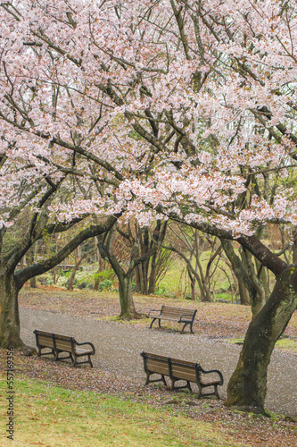 桜並木とベンチ