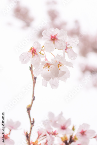 雫のついた桜