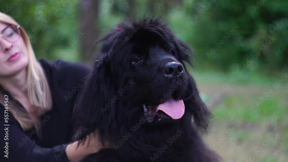 A woman with a Newfoundland dog.Newfoundland dog plays with woman in the park.Woman hugs the beautiful Newfoundland in the park. A woman with a Newfoundland dog.Newfoundland dog plays with woman in the park.Woman hugs the beautiful Newfoundland in the park.