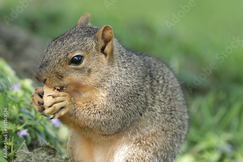 Squirrel eating peanut © James