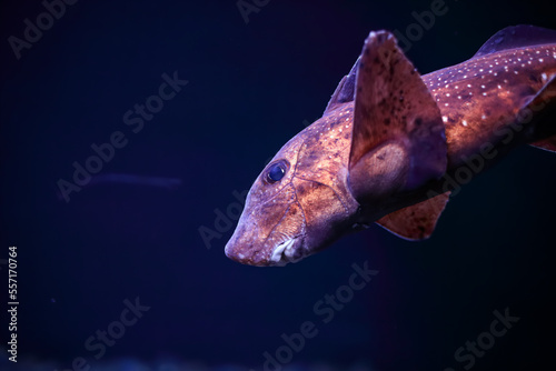 Fotografie Sea aquarium chimera fish close-up