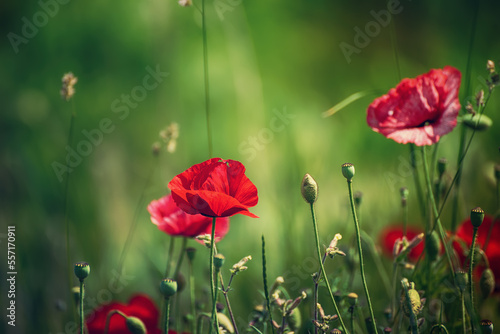 Red spring poppy