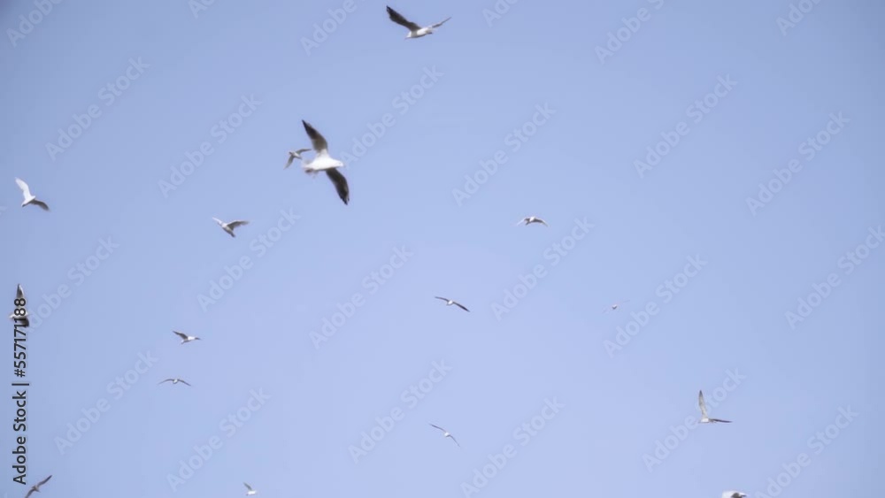 Many birds fly in the blue sky Many birds fly in the blue sky