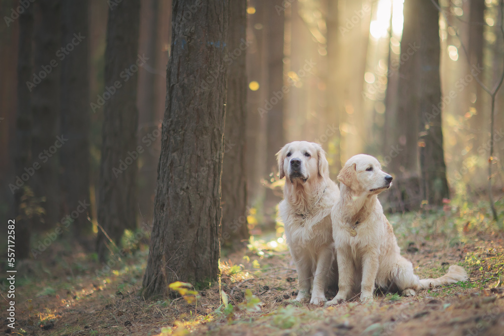 Golden retriever walks in the forest at sunset in the light of the sun Golden retriever walks in the forest at sunset in the light of the sun