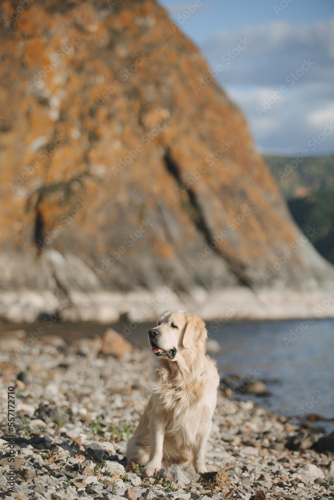 Golden retriever walks on the seashore in the mountains Golden retriever walks on the seashore in the mountains