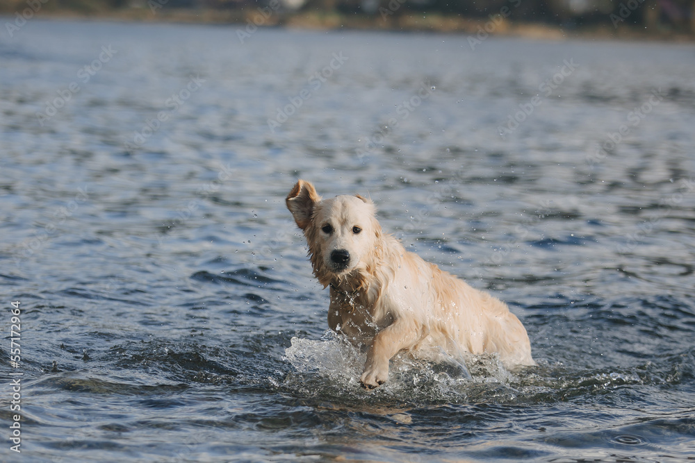 Golden retriever walks on the seashore in the mountains Golden retriever walks on the seashore in the mountains