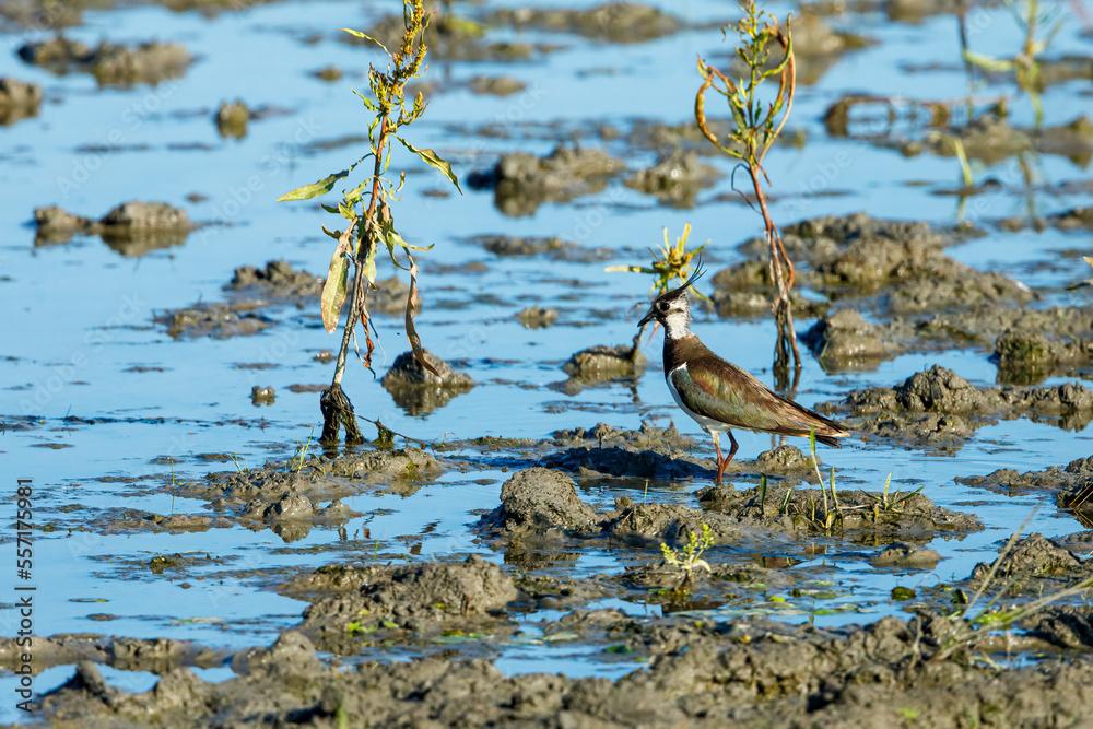 A Lapwing in the swamps of the Danube Delta A Lapwing in the swamps of the Danube Delta