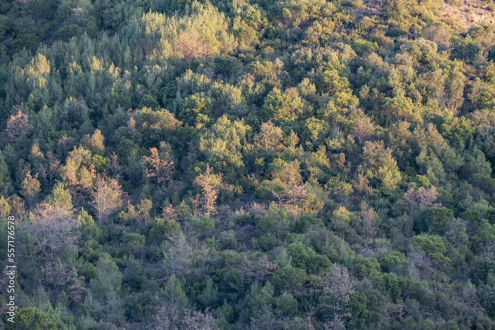 Trees and forest landscape, in mediterranean mountain. Sant llorenç del munt Trees and forest landscape, in mediterranean mountain. Sant llorenç del munt