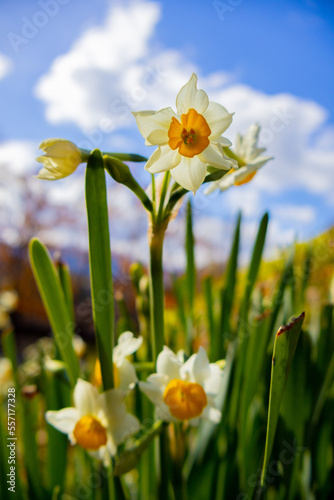 Fototapeta Naklejka Na Ścianę i Meble -  yellow daffodils against blue sky