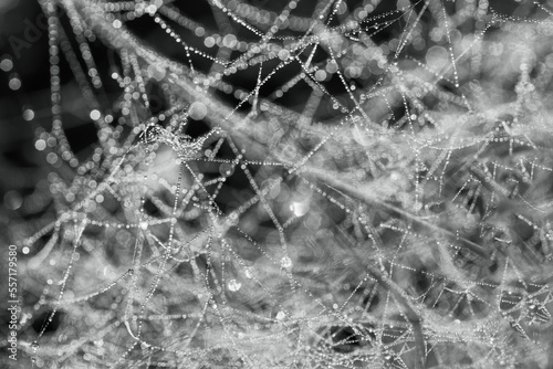 Spider web with water drops close up. Nature concept background. Selective focus. Black and white © Androlia