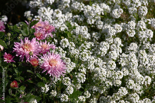 Sunny autumn day. The chrysanthemum and a white lobularia blossom in a flower bed nearby. photo