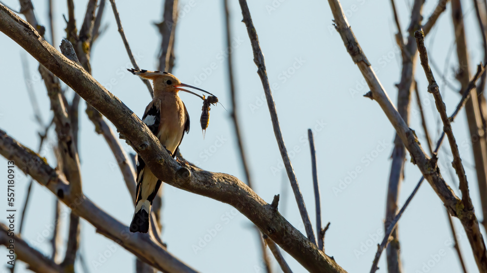 A Hoopoe in a tree with big insect for feeding A Hoopoe in a tree with big insect for feeding