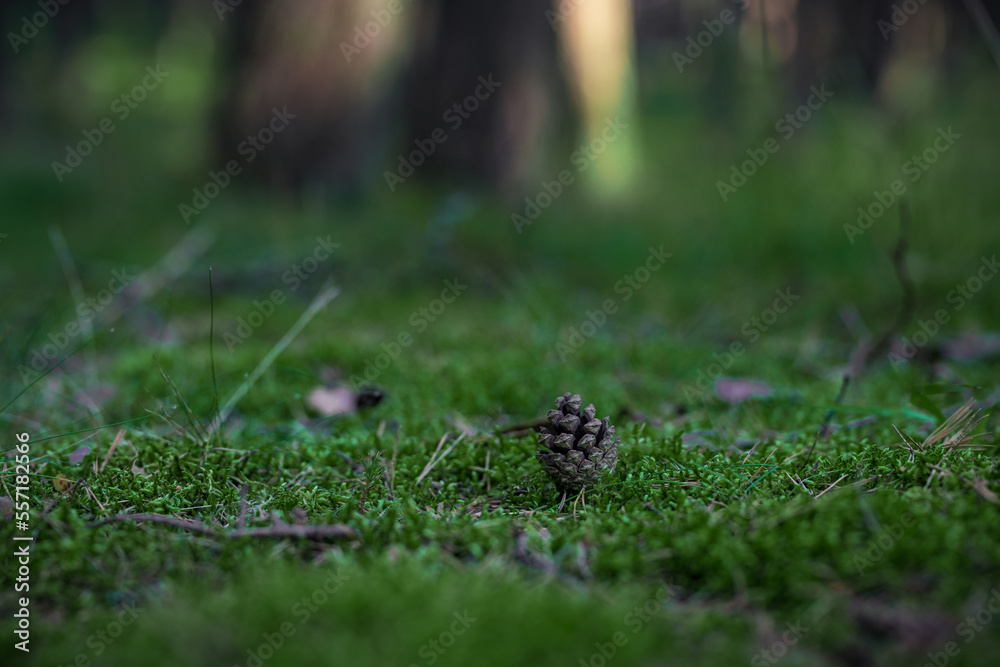 Fototapeta premium Cone on the Green Forest Moss. Lithuania