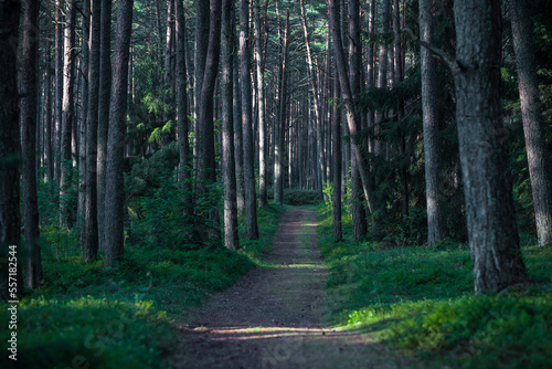 Morning Sunlight in Pinewood Forest. Trail, Forest Path in Background. Beautiful Morning Landscape View. Lithuania