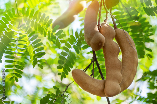 Group of tamarind hang with branch on the tamarind tree in farm, on green nature blur and bokeh sun light morning background