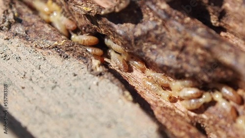 Macro Shot of Worker and nasute termites in house eating wood door frame.