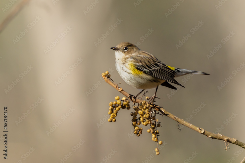 Yellow-rumped warbler perched on tree branch with seeds Yellow-rumped warbler perched on tree branch with seeds