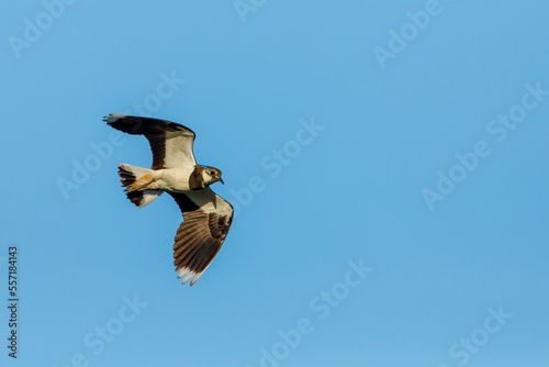 A Lapwing at flight in the Danube Delta 