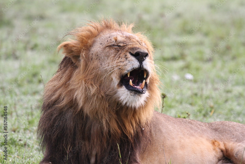 Portrait of a yawning lion with dark mane, closeup Portrait of a yawning lion with dark mane, closeup
