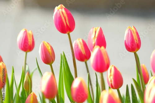 red and yellow tulips in full blooming
