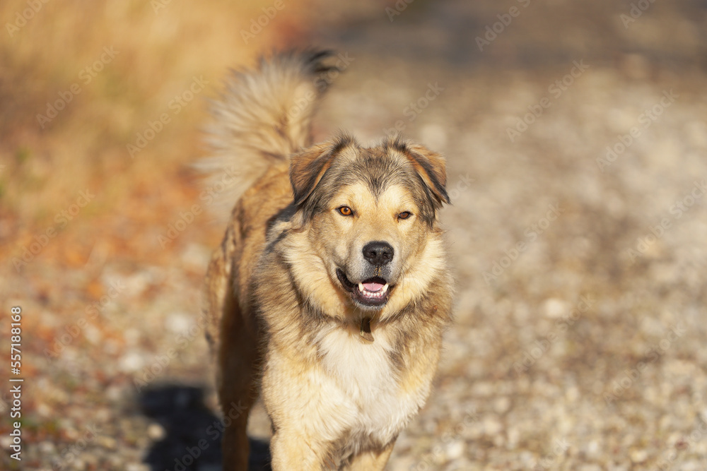 golden dog on the forest