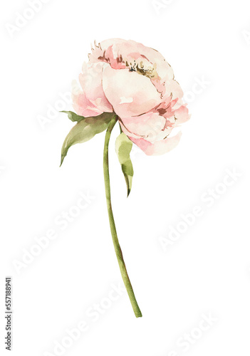 Watercolor peony flower clipart. Digital botanical illustration.