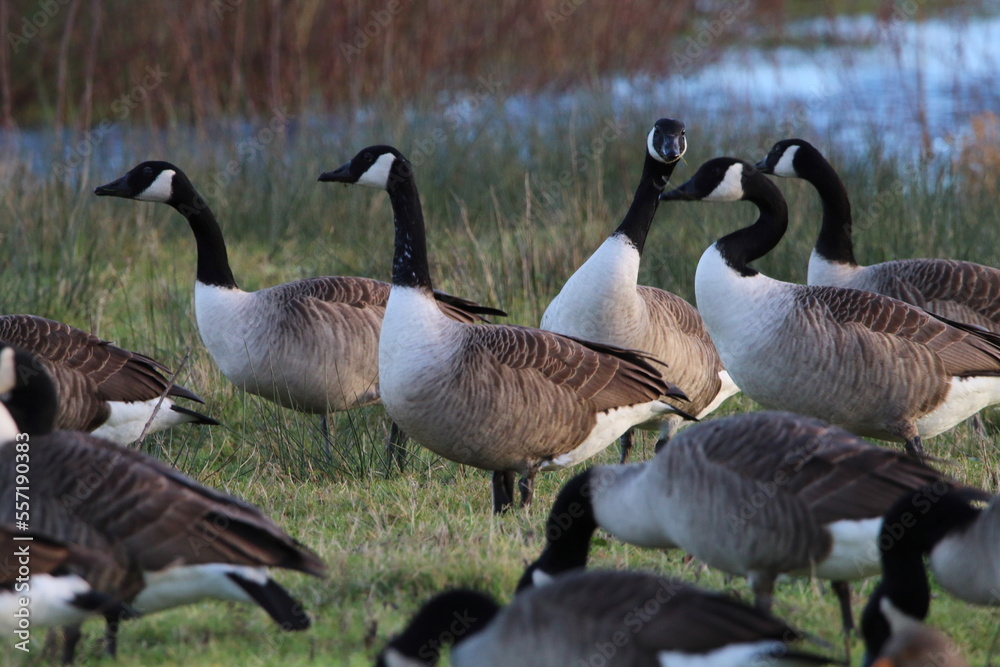 Obraz premium A large of Geese at a nature reserve. The flock is looking for food and eating. This photograph was taken on a col December morning.