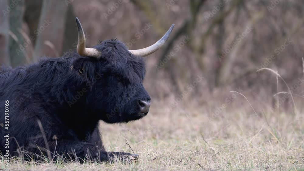 Scottish highland cattle, 4k, 60 FPS Scottish highland cattle, 4k, 60 FPS