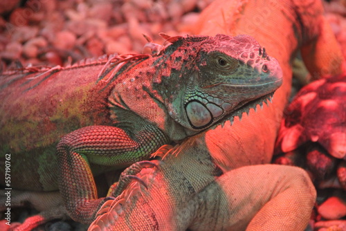 Zoo de la Palmyre - Royan France