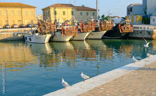 Senigallia, Italy: Old ships in the port in the morning, and a line of seagulls sitting opposite of them. 