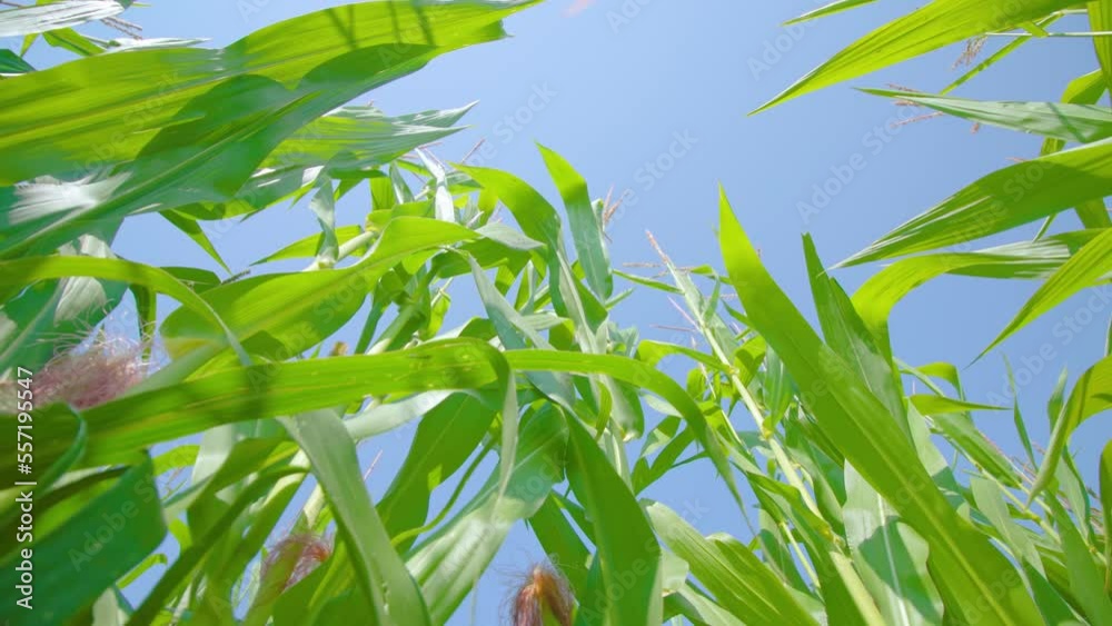 Motion from field ground past corn plant stems with lush leaves to inflorescence waved by wind and boundless blue sky at sunlight Motion from field ground past corn plant stems with lush leaves to inflorescence waved by wind and boundless blue sky at sunlight