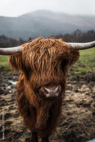 scottish cattle cow standing on a mud field with grass and mountains in the background, foggy and wet weather.