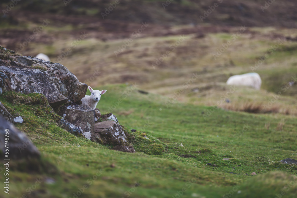 lamb, sheep on a meadow standing on a rock