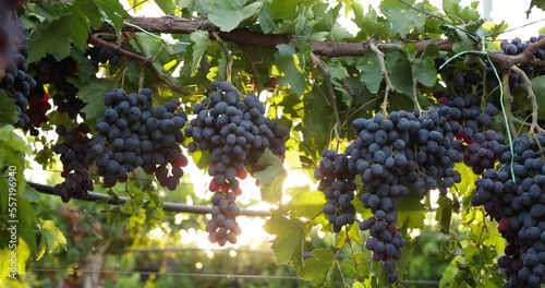 Wallpaper Mural Agro-industrial complex for the cultivation of fruit grapes, organic cultivation of grapes on an organic farm with care for plants. Growing and processing grapes into various products. Torontodigital.ca