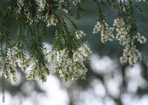 Cream white flowers of an Australian native Melaleuca tea tree, family Myrtaceae. Endemic to NSW. Also known as honey myrtle. Leaves provide tea tree oil used as antiseptic, in perfume industry.