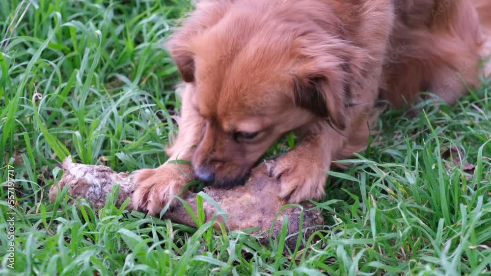 Adorable perro marrón comiendo tranquilamente un hueso muy grande en el césped del jardín. Dieta barf