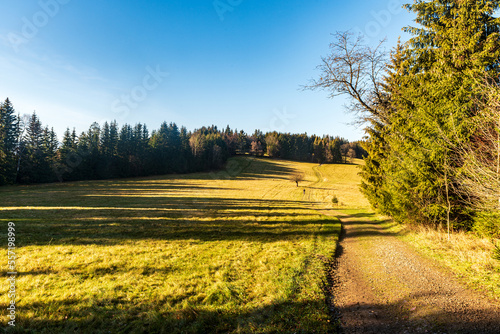 Late autumn meadow with isolated tree, forest around and clear sky above in Moravskoslezske Beskydy mountains in Czech republic