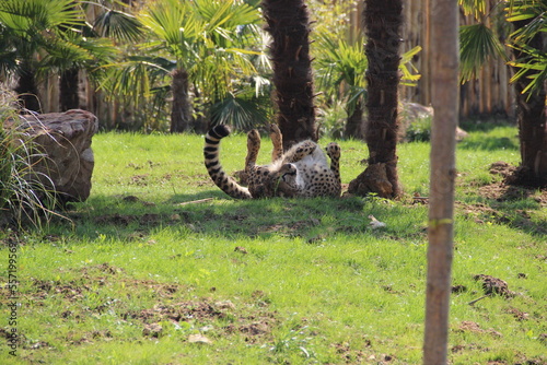 Zoo de Beauval - France
