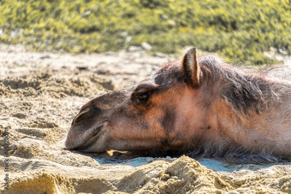 Fototapeta premium Portrait of a camel resting