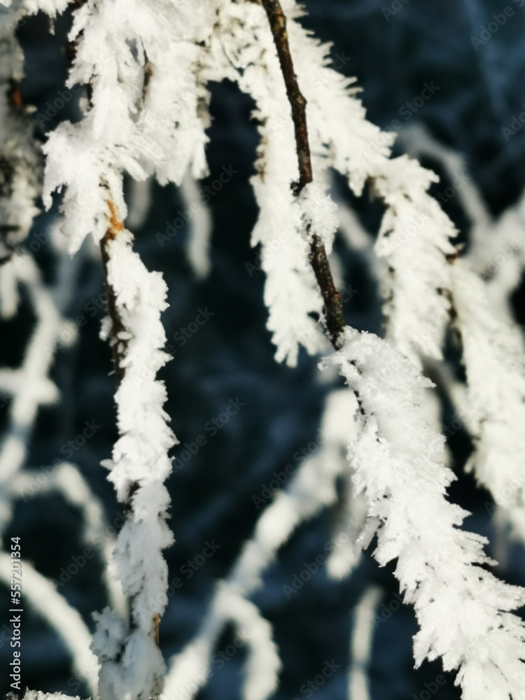 frost on branches