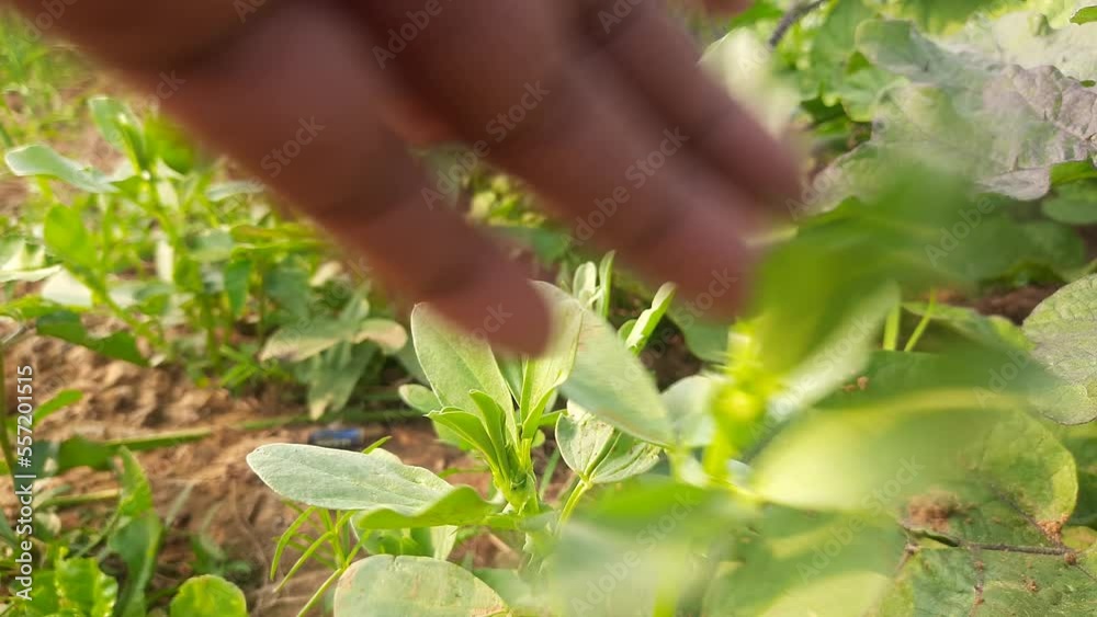Vicia faba plant in vegetable garden. Its other names broad bean, fava bean, or faba bean. It is a species of vetch. This a flowering plant in the pea and bean family Fabaceae.
Vicia faba plant in vegetable garden. Its other names broad bean, fava bean, or faba bean. It is a species of vetch. This a flowering plant in the pea and bean family Fabaceae.