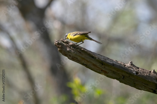 Common Yellow Wgtail in Hungary.