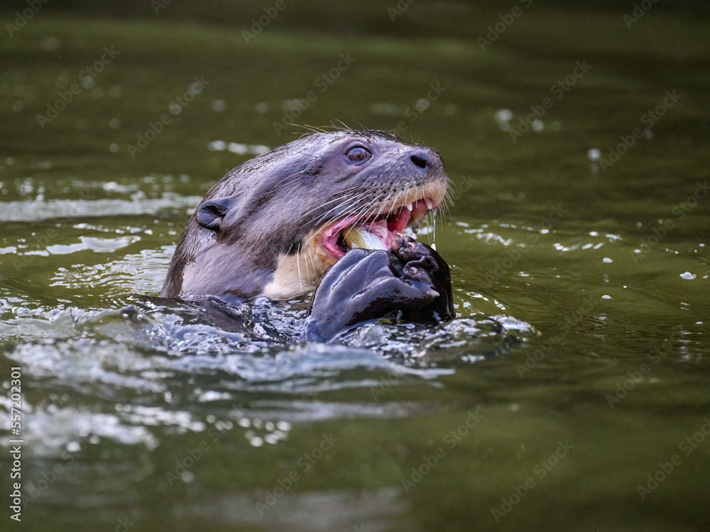 Close-up of Giant Otter swimming in green water and eating a fish Close-up of Giant Otter swimming in green water and eating a fish