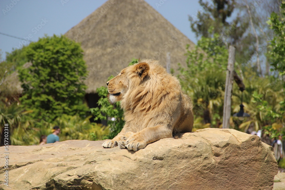 Obraz premium Zoo de Beauval - France