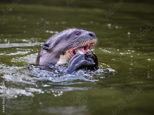 Close-up of Giant Otter swimming in green water and eating a fish