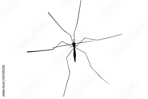Isolated black silhouette of a crane fly insect photo