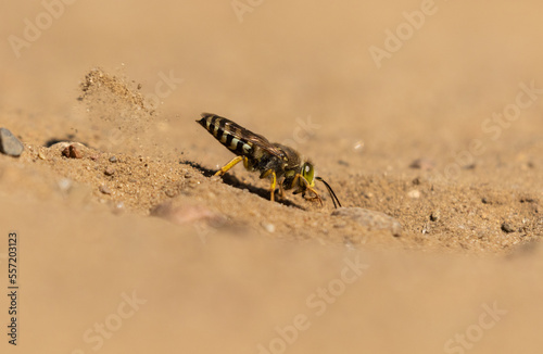 Kreiselwespe (Bembix rostrata) in einem Naturschutzgebiet in Brandenburg  photo